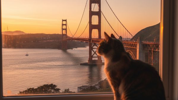 Moving to the United States with a Cat: Complete 2026 Import Guide